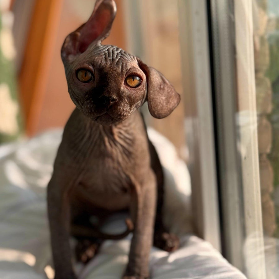 Elvis Canadian Sphynx male, black