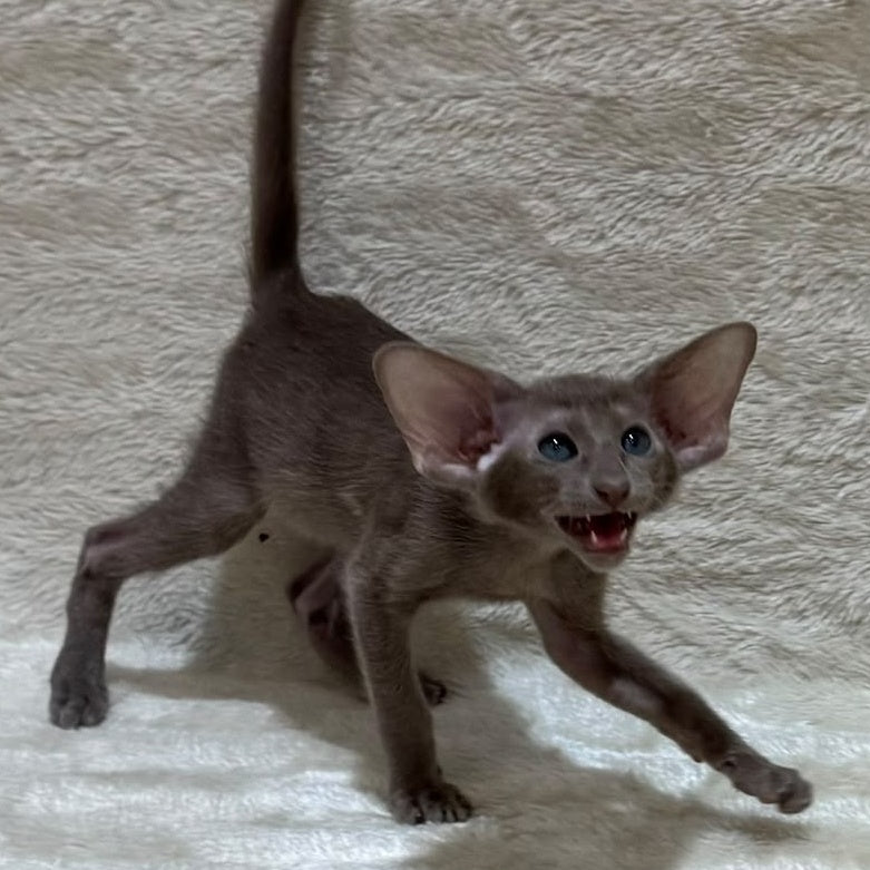 Kasper Oriental Shorthair male, lilac