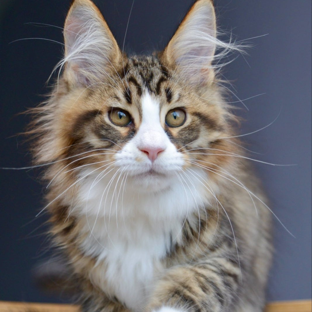Bright Star Maine Coon male, black with white spotted tabby