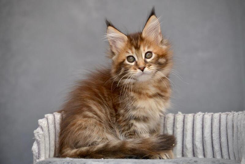 Vanilla Maine Coon female black tortie with white tabby live animals