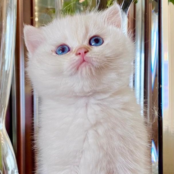 Montana British Shorthair female, chocolate golden chinchilla