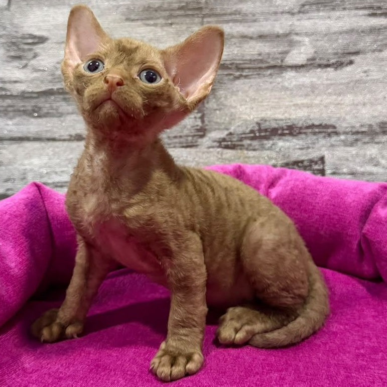 Paskal Devon Rex male, cinnamon