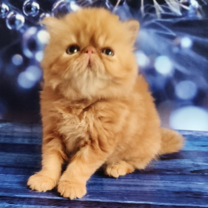 Simona Persian female, red tabby