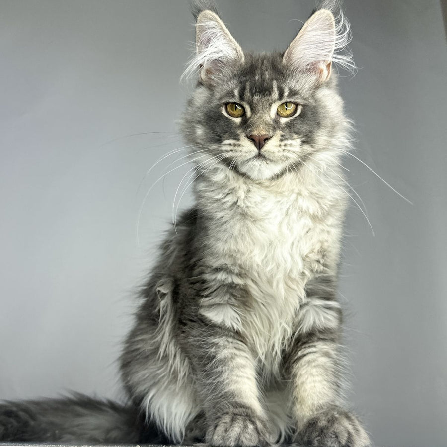 Bekka Maine Coon female, blue ticked tabby