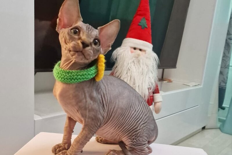 Dasha Canadian Sphynx female black tabby - live animals