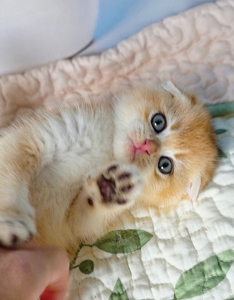 Felix Scottish Fold male, black golden chinchilla