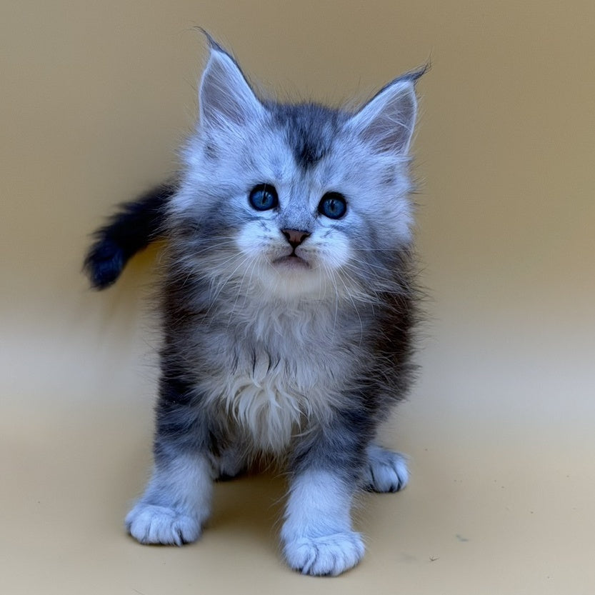 Hugo Maine Coon male, black silver ticked tabby