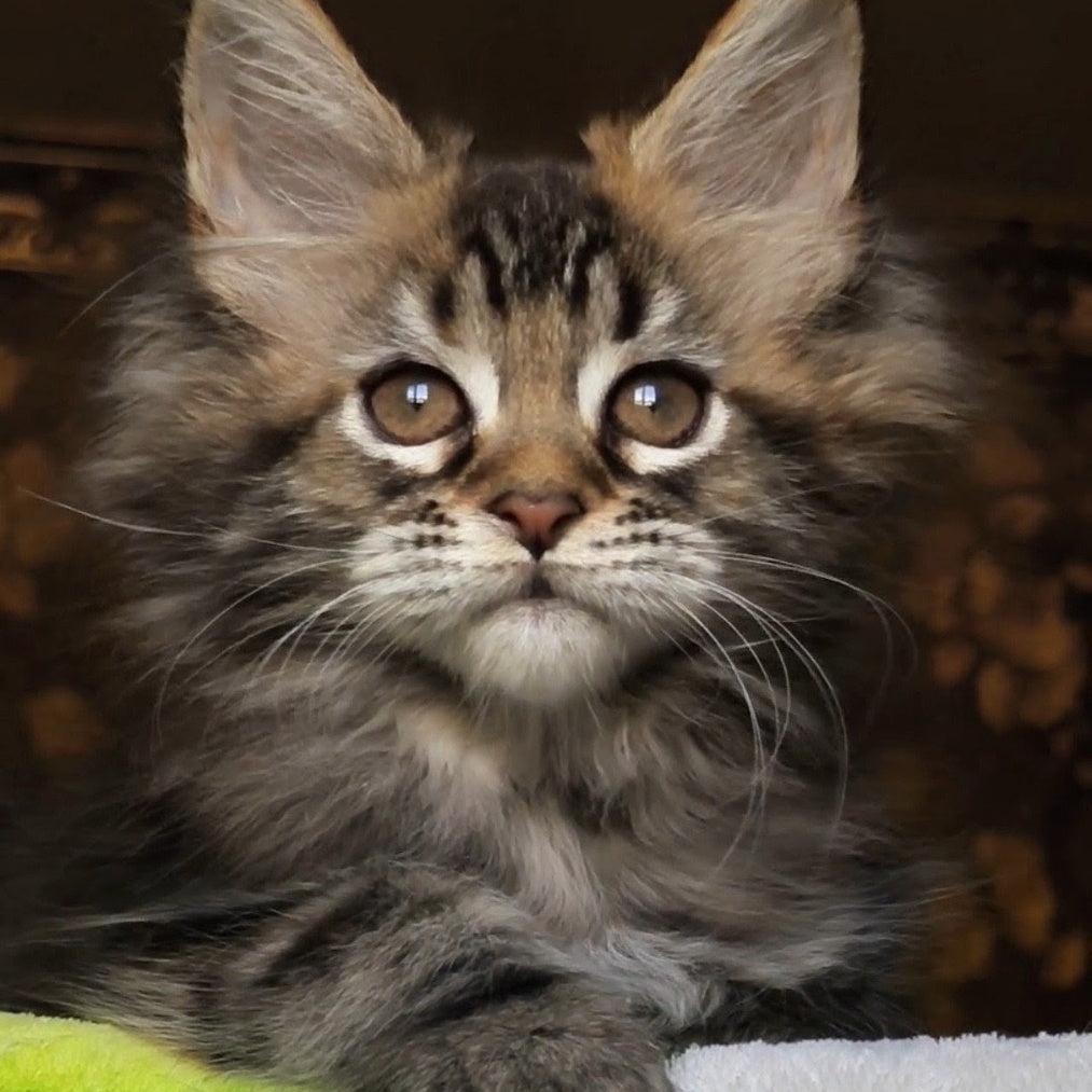 Iriska Maine Coon female, black tortie tabby