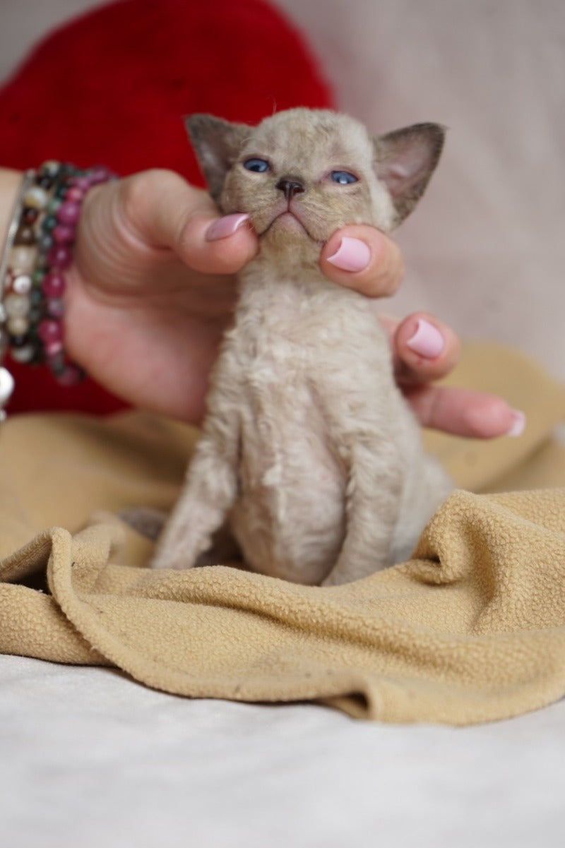 Nona Devon Rex female chocolate pointed - live animals