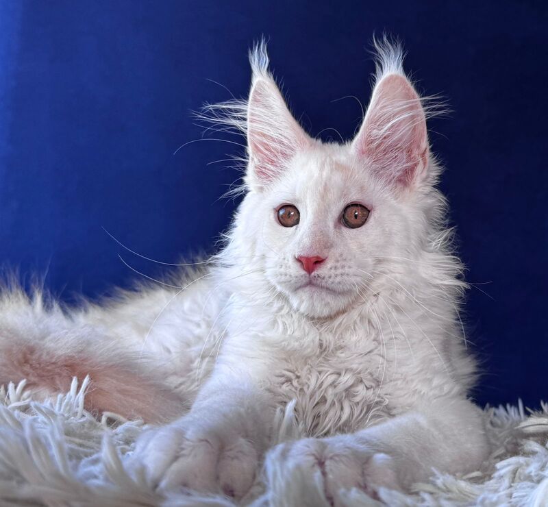 Baxter Maine Coon male, red silver