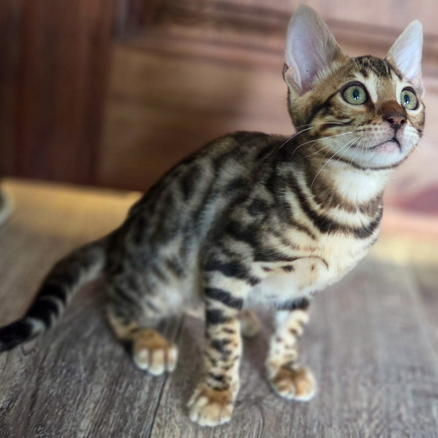 Monty Bengal male, black spotted tabby