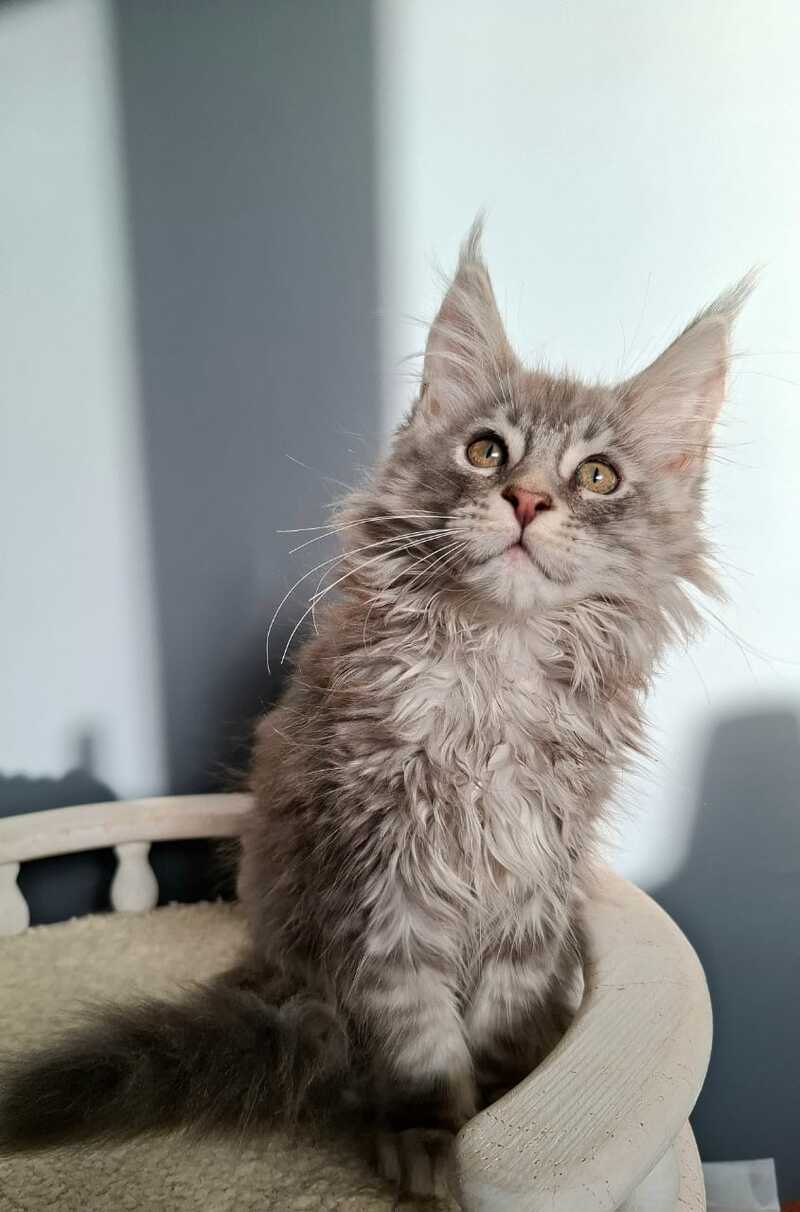 Edison Maine Coon male blue silver tabby - live animals