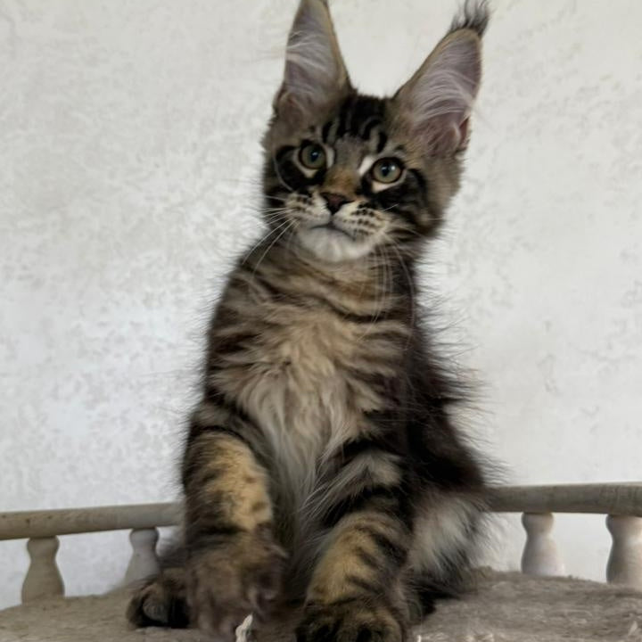 Kazanova Maine Coon male, black tabby