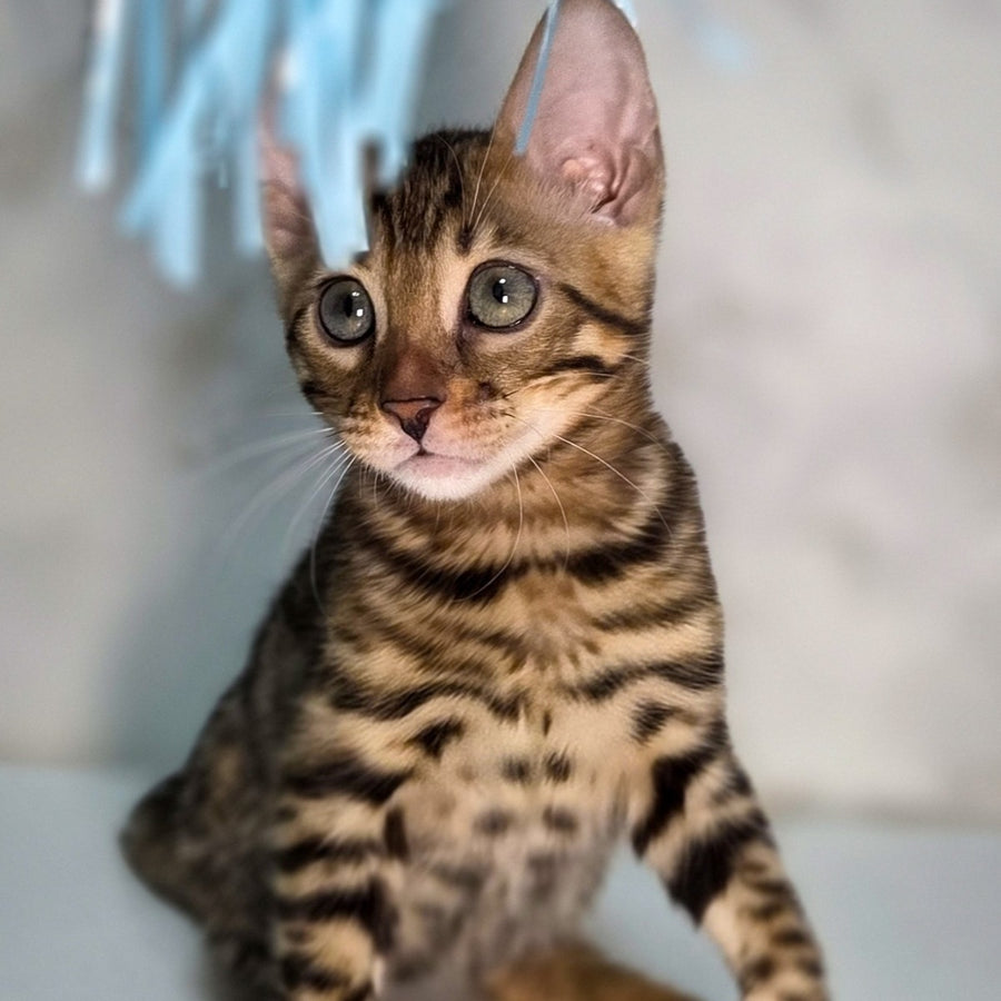 King Bengal male, black spotted tabby