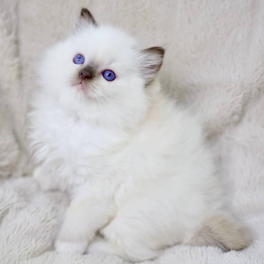 Kimi Ragdoll male, black mitted