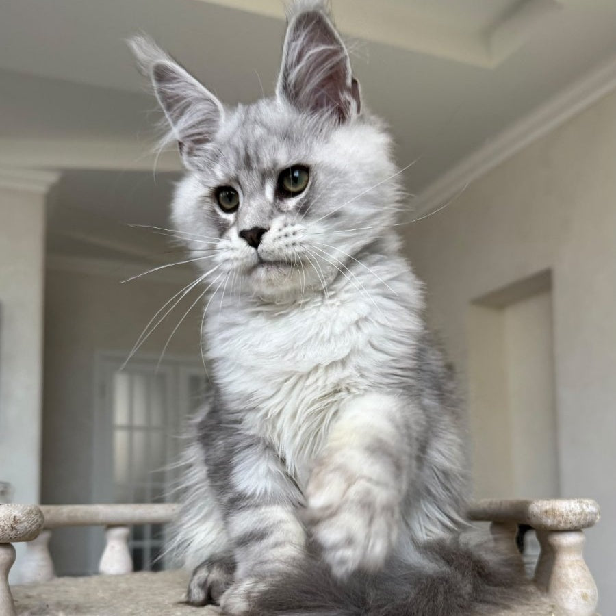 Paris Maine Coon male, black silver tabby