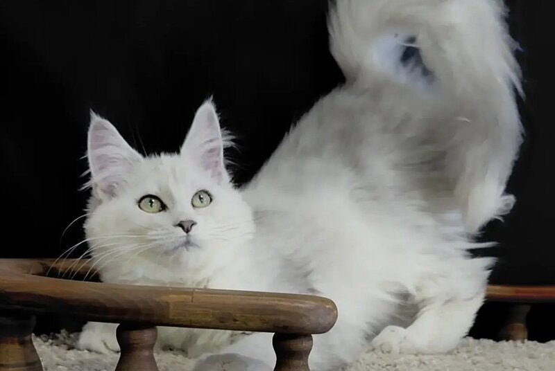 Eva Maine Coon female black silver shaded - live animals