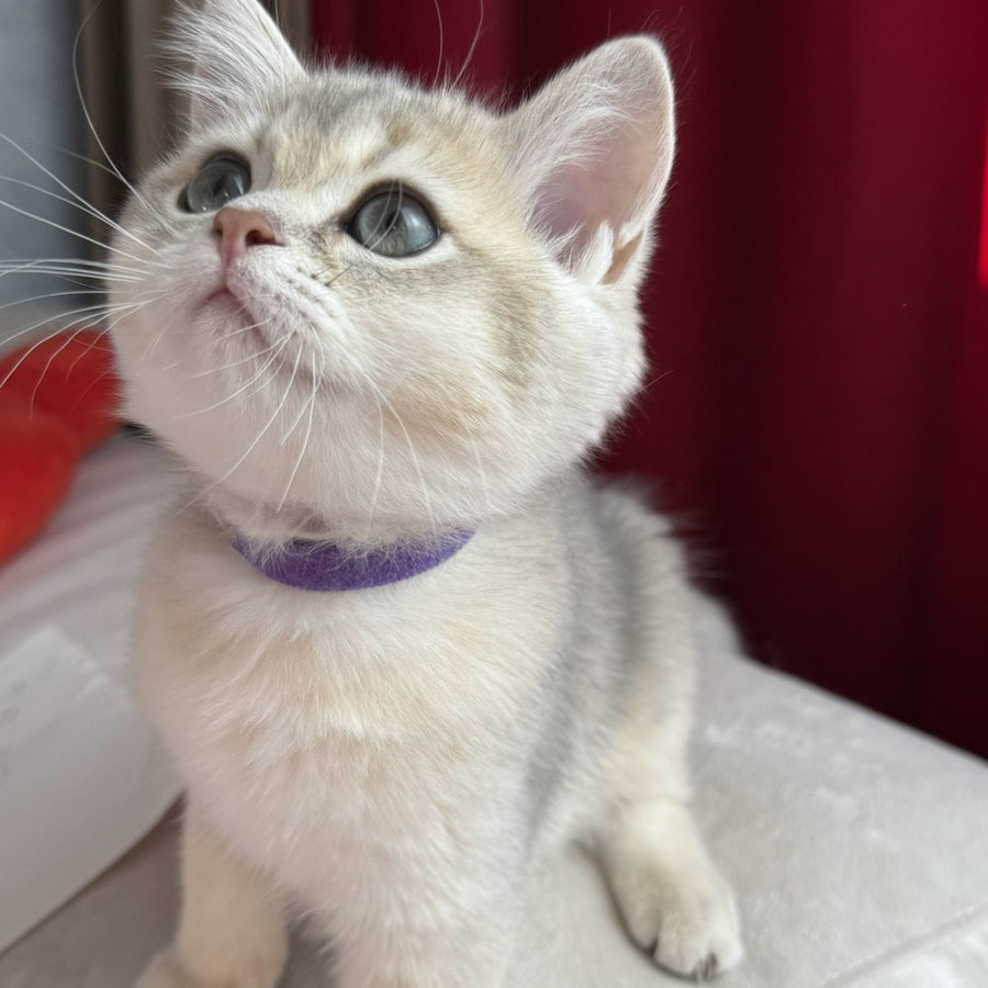 Erik Scottish Straight male, blue golden shaded