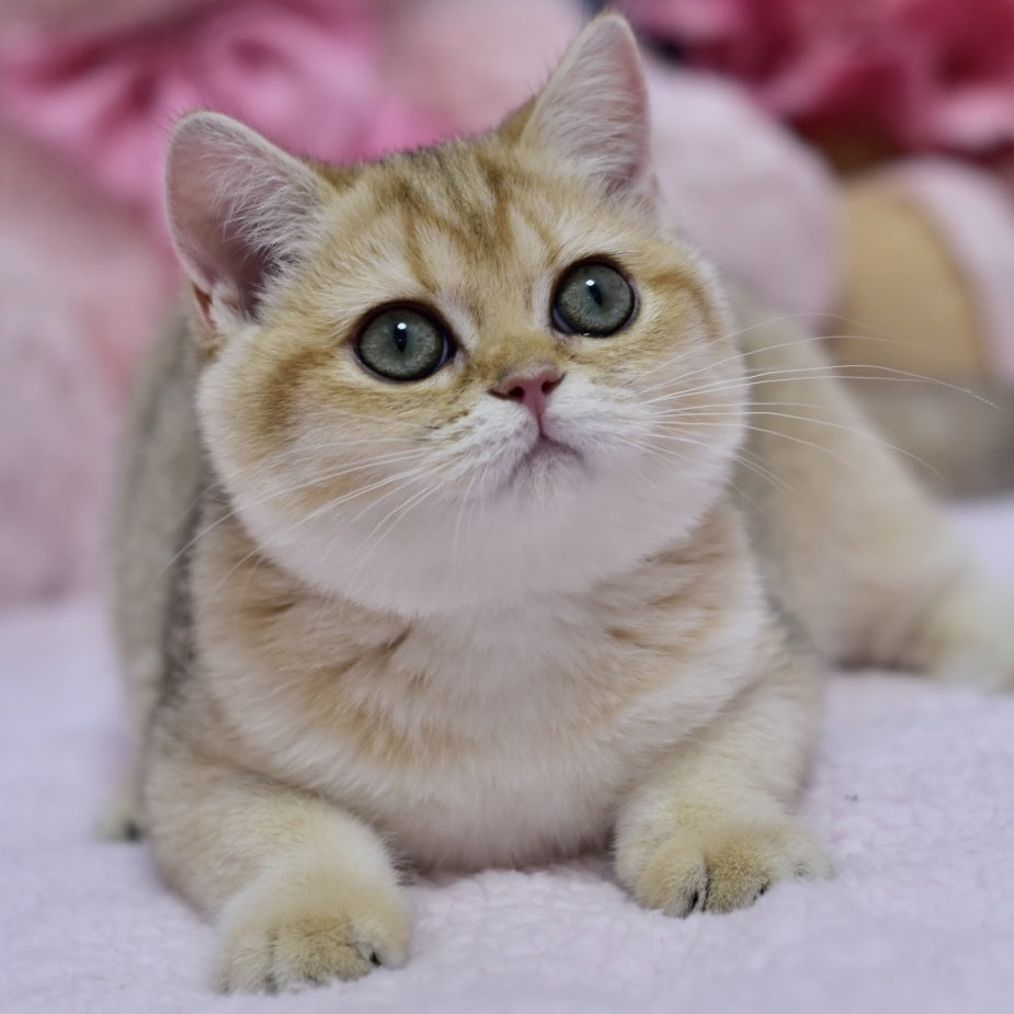Holly British Shorthair female, black golden shaded