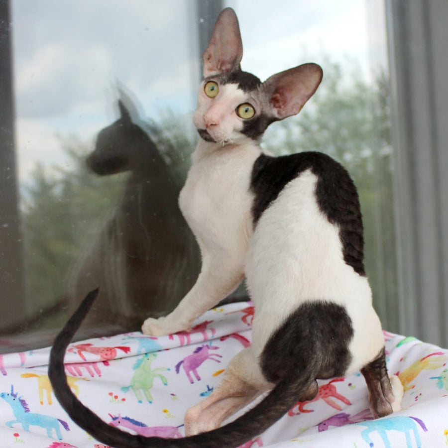 Boreas Cornish Rex male, black bicolour