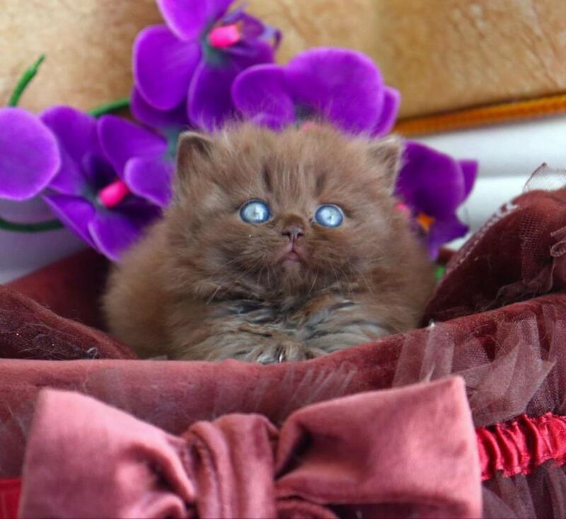 Stream British Longhair male chocolate - live animals