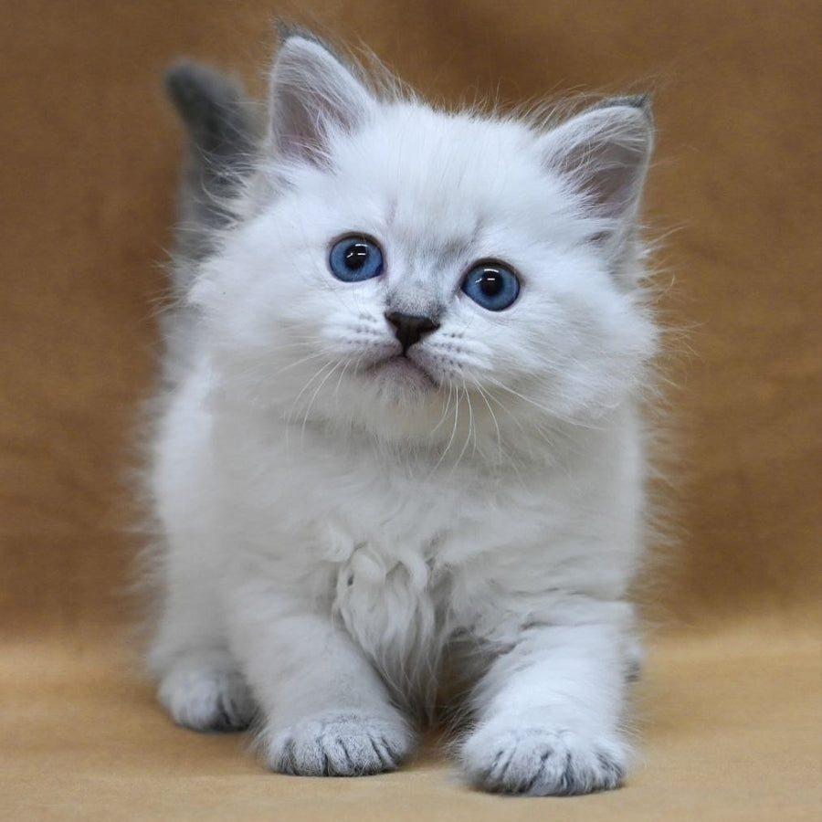 Glint Neva Masquerade male, blue tabby pointed