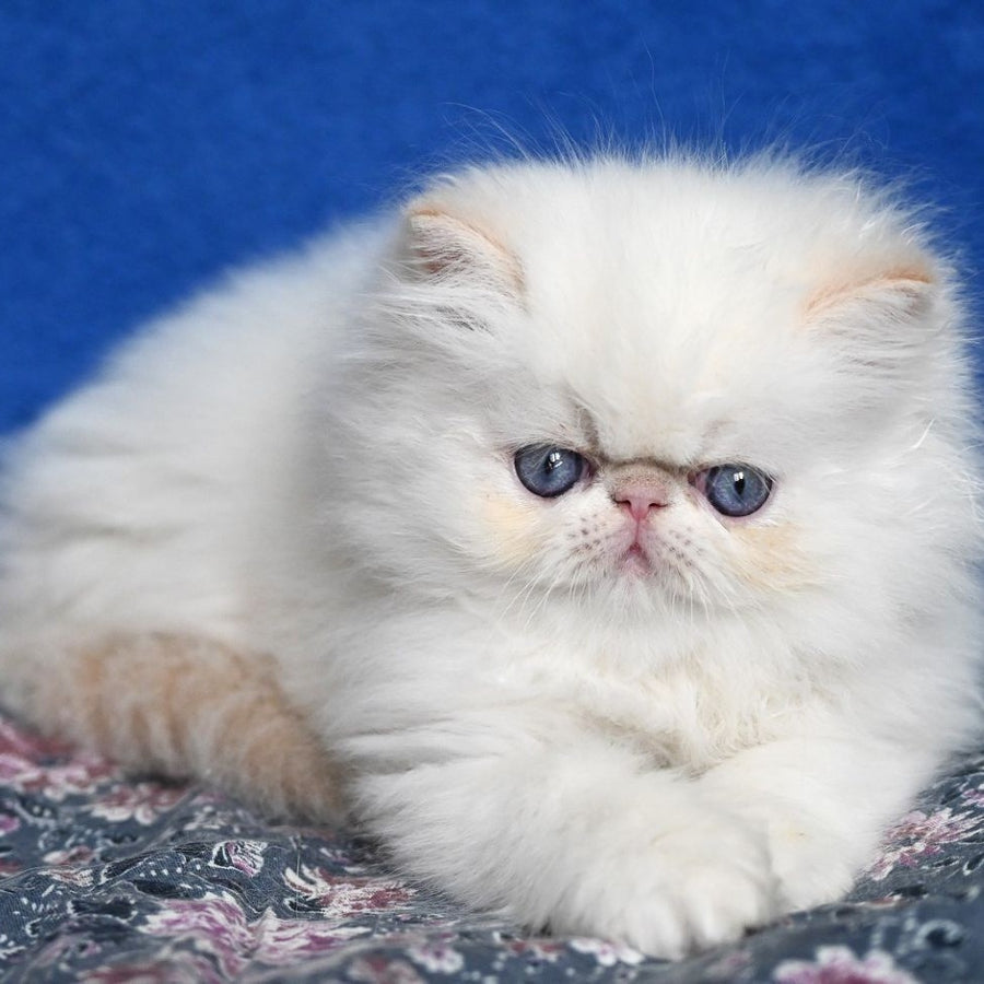 Azure Persian male, cream tabby pointed