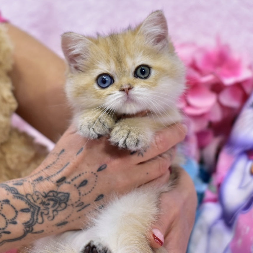 Goldie British Shorthair female, black golden shaded