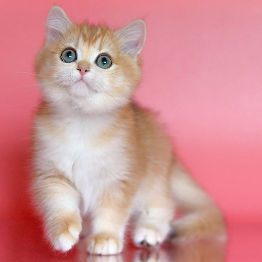 Bugatti British Shorthair female, black golden chinchilla