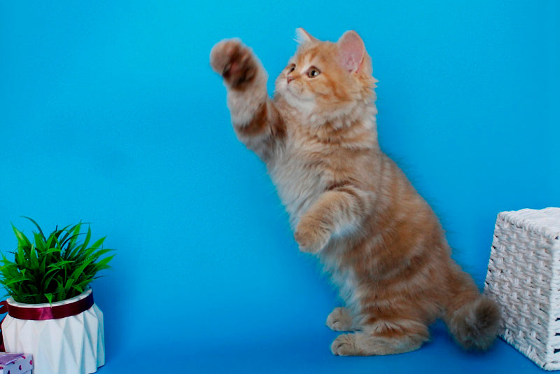 Lika Scottish Straight female, cinnamon tortie tabby