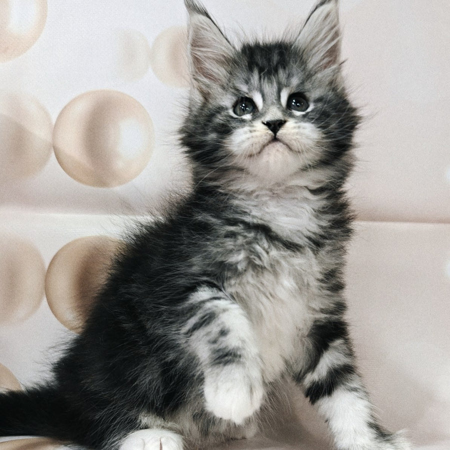 Monika Maine Coon female, black silver tabby with white