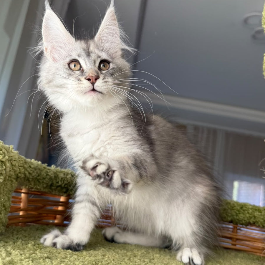Jess Maine Coon female, blue tortie silver ticked tabby