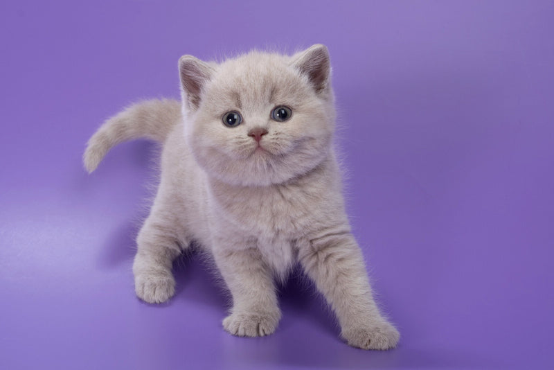Paloma British Shorthair female, lilac