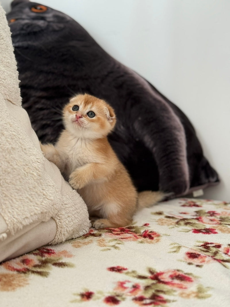 Senya Scottish Fold male, black golden shaded