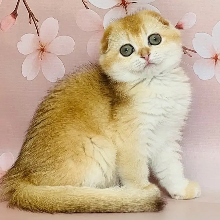 Karamelka Scottish Fold female, chocolate golden chinchilla