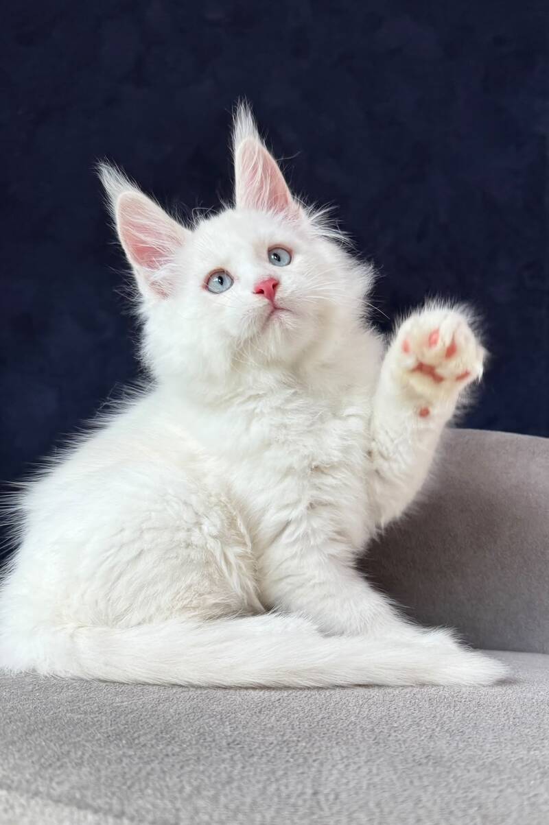 Gambler Maine Coon male, red silver chinchilla with white
