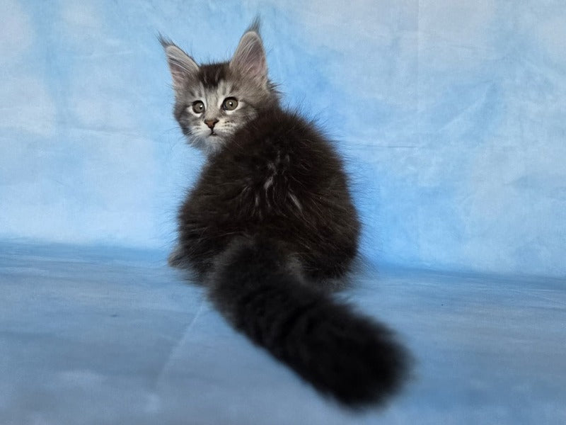 Quetzal Maine Coon female, black silver ticked tabby