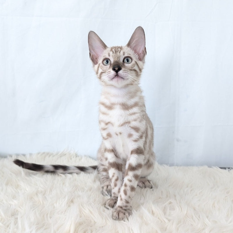 Ava Bengal female, black silver spotted tabby pointed
