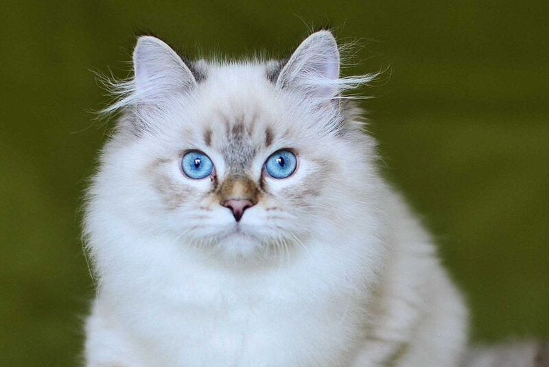Olivia Siberian female, black tabby pointed
