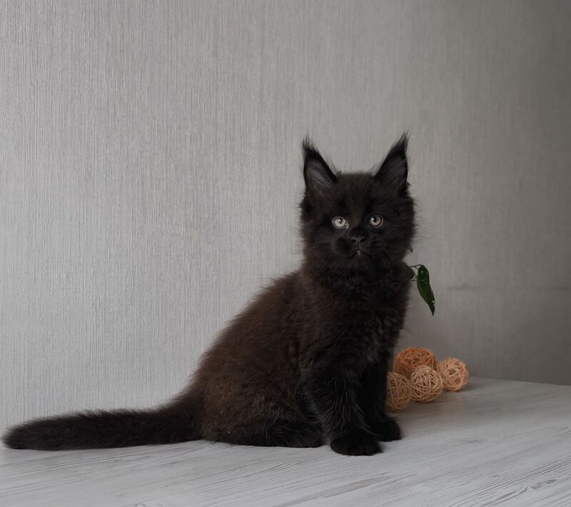 Graf Maine Coon male, black