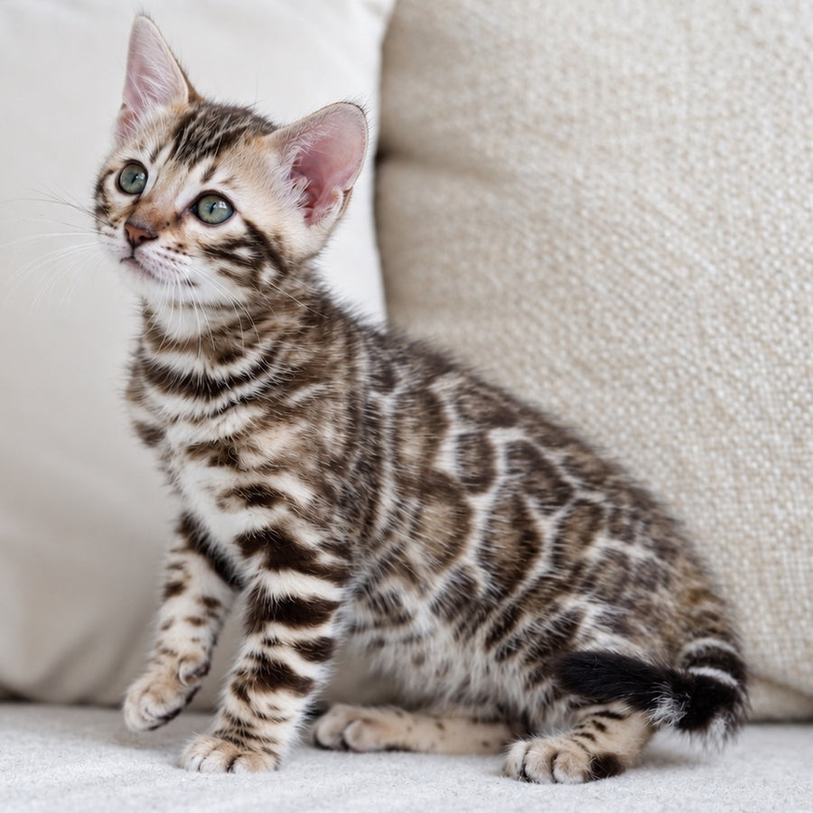 Armani Bengal male, black spotted tabby pointed