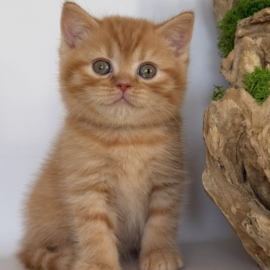 Gino British Shorthair male, red