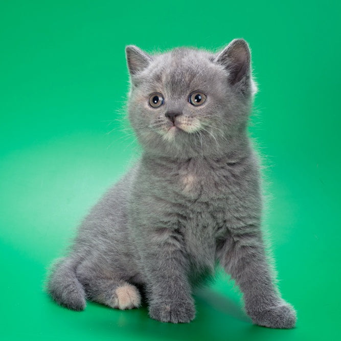 Queenie British Shorthair male, blue tortie