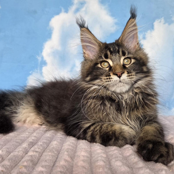 Serega Maine Coon male, black ticked tabby