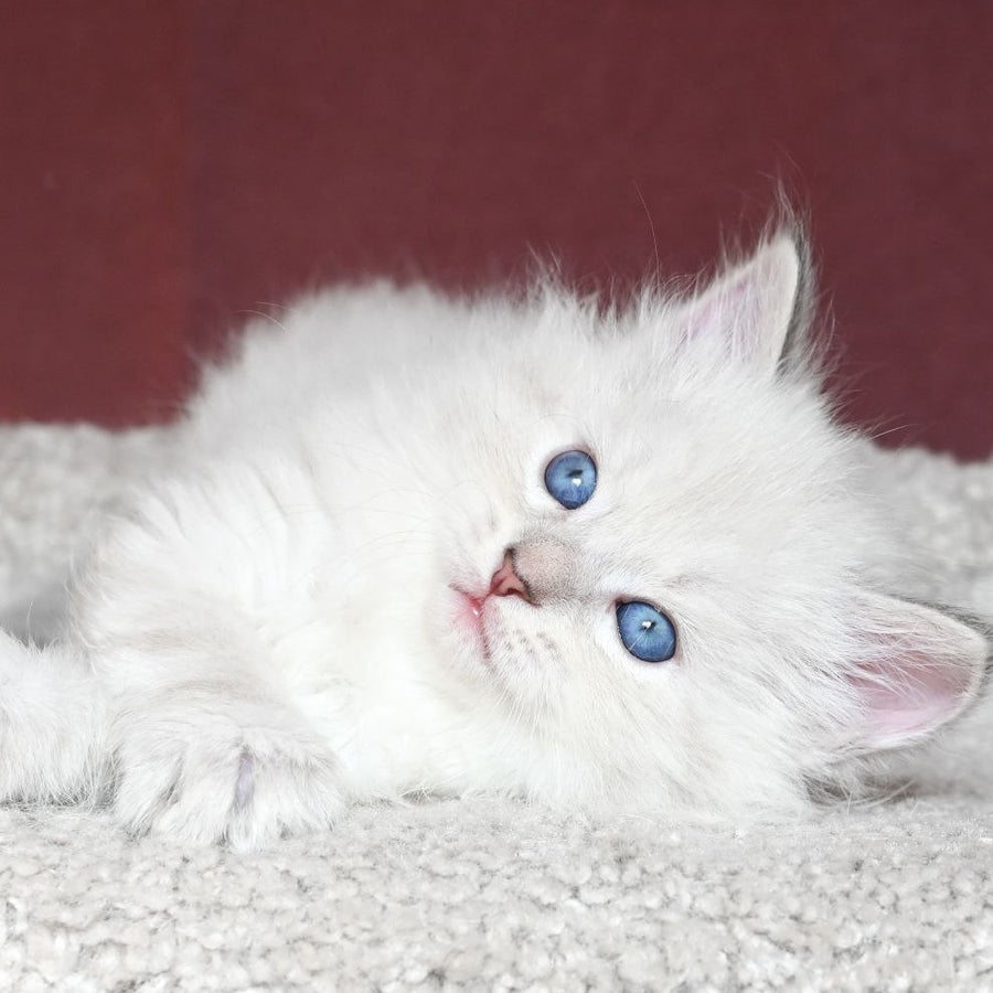 Lazurit Siberian male, black tabby pointed