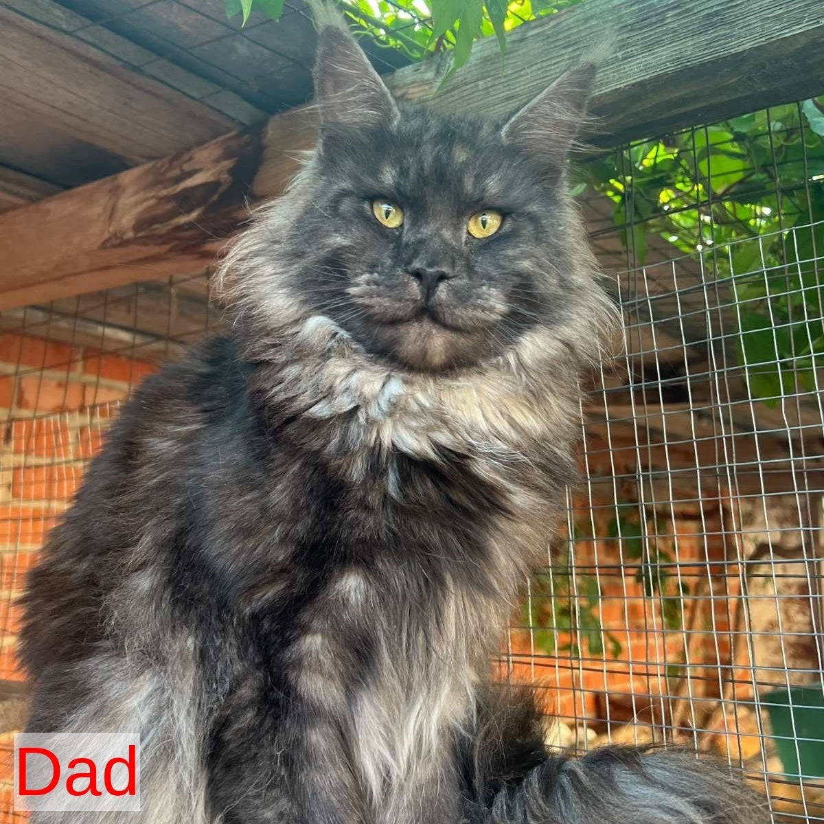 Atlantic Maine Coon female, black silver