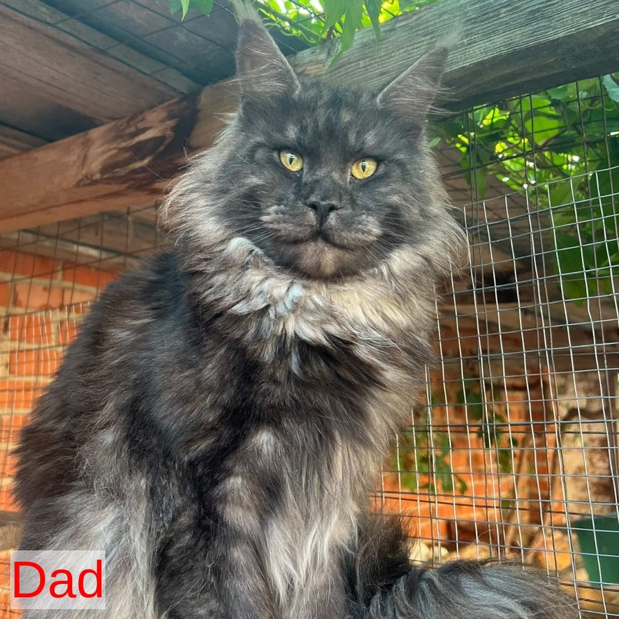Atlantic Maine Coon female, black silver