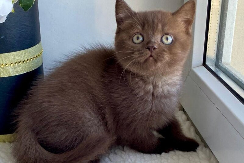 Josie British Shorthair female, chocolate