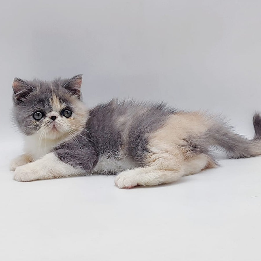 Julia Exotic female, blue tortie bicolour