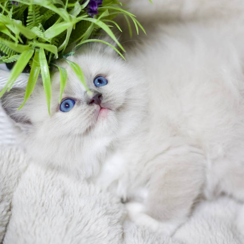 Roddy Ragdoll male, blue mitted